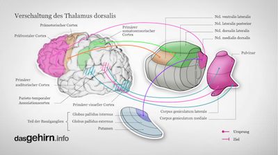 Verschaltung des Thalamus dorsalis