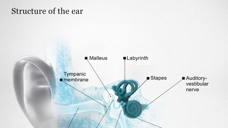 Structure of the Ear