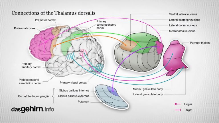 Connections of the Thalamus dorsals