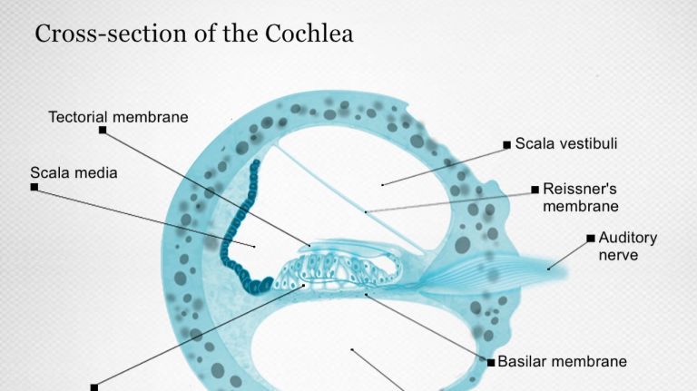 Hearing: The Cochlea
