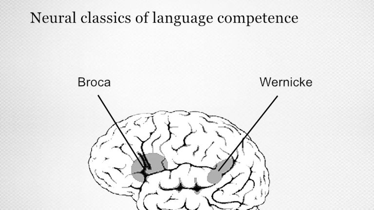 Language processing: Broca's area and Wernicke's area