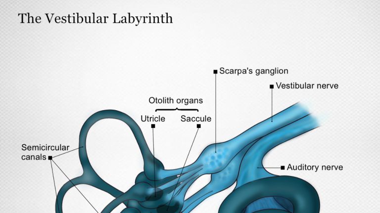 Balance: The vestibular Labyrinth
