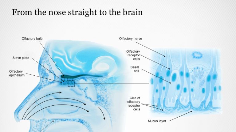 Olfactory receptor cells