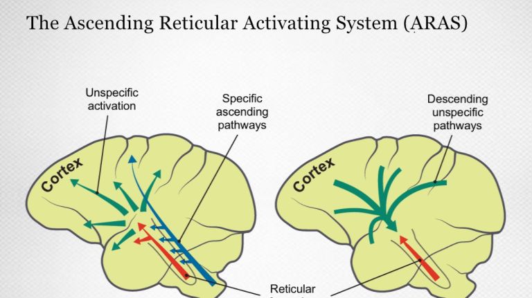 Processing of conscious perceptions in the cortex, reticular formation, and thalamus