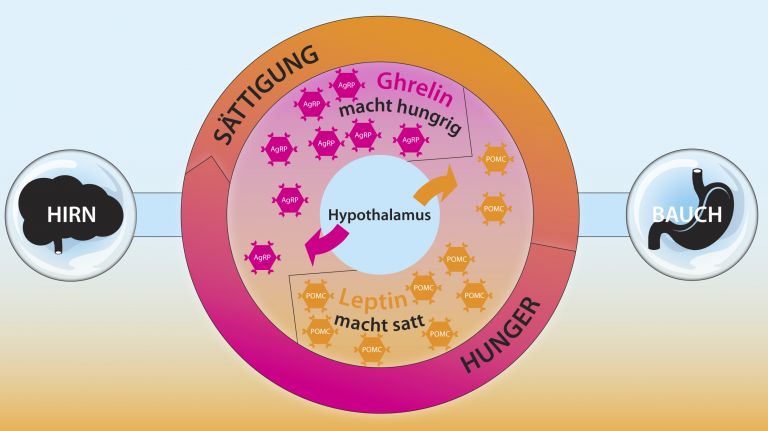 Kommunikation von Darm und Gehirn