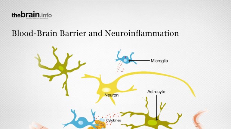 Blood-brain barrier and neuroinflammation