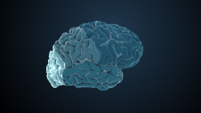 Primärer visueller Kortex v1