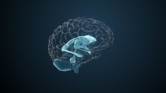 Antomie Hirnentwicklung Und Das Ventrikelsystem