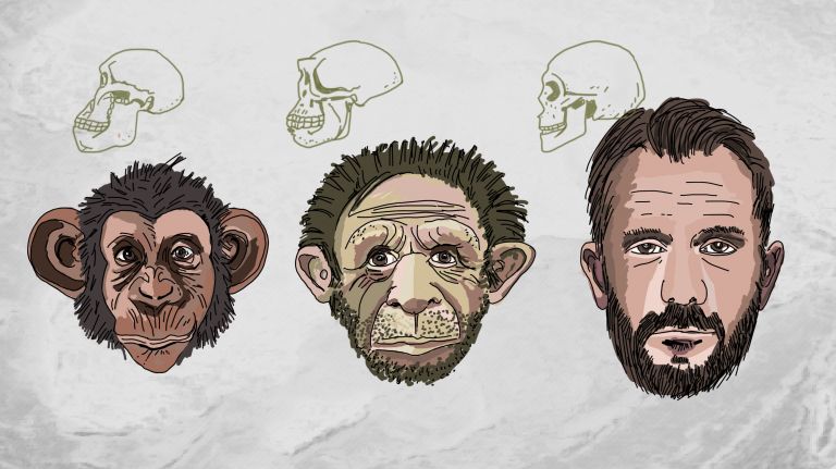 Primaten – Hominiden