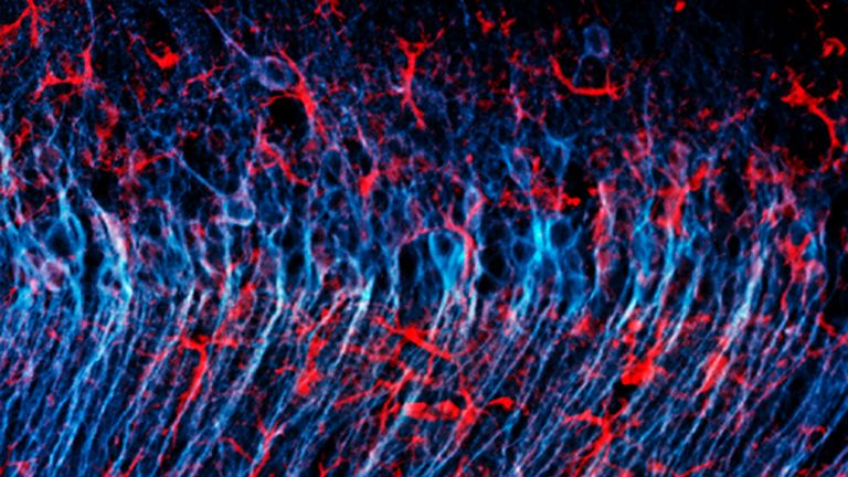 Astrozyten (rot) umgeben Nervenzellen (blau) im Gehirn einer Maus.