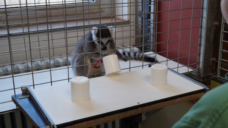 Mit der Primate Cognition Test Battery wird unter anderem das räumliche Denkvermögen bei Primaten untersucht: Kann sich der Katta merken, unter welchem Becher die Belohnung versteckt ist?