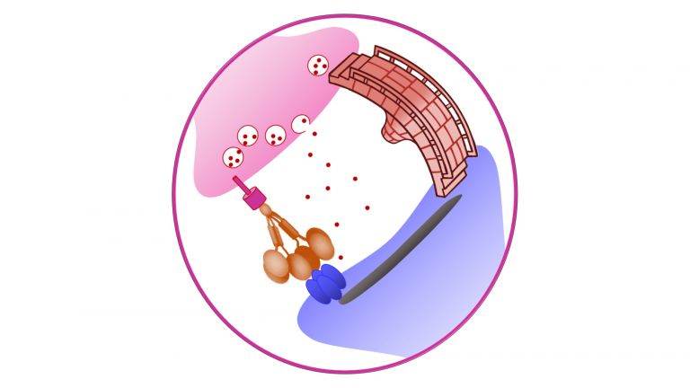 CPTX (orange) kombiniert funktionelle Domänen, die in natürlichen synaptischen Proteinen vorkommen. Der Wirkstoff fungiert als universeller Brückenbildner für exzitatorische Verbindungen zwischen Nervenzellen.