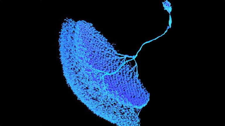 Wie sehen Fruchtfliegen? Im komplexen Sehprozess der Fliege haben Forschende einen neuronalen Mikroschaltkreis entdeckt, der eine einzige Signalart für mehrere Zwecke nutzen kann.