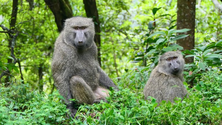 Male and female olive baboon (Papio anubis) in Bwindi Impenetrable Forest.