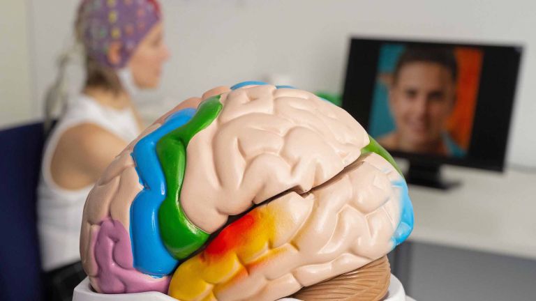 Modell eines menschlichen Gehirns, im Hintergund eine Versuchsperson mit EEG-Elektroden-Kappe