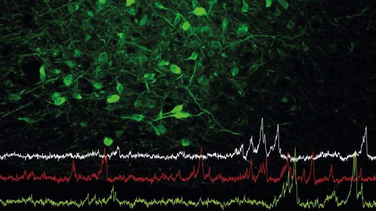 Nervenzellen im Hypothalamus (grün gefärbt) steuern nicht nur das Fressverhalten, sondern auch die soziale Interaktion. Die Linien zeigen die Aktivität einzelner Nervenzellen in dieser Hirnregion.