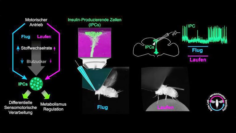 Die Abbildung zeigt die Zusammenhänge zwischen Bewegung und Regulation der Insulin-produzierenden Zellen bei der Fruchtfliege.