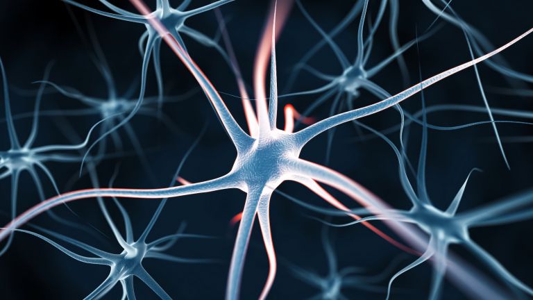 Die Forscher haben ein neuronales Netzwerk entwickelt, das in der Lage ist, verschiedene Verhaltensweisen und Reize aus den Signalen vieler Gehirnregionen zu entschlüsseln.