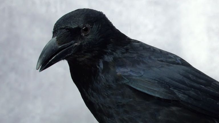 Aaskrähe (Corvus corone), auch bekannt als Rabenkrähe.