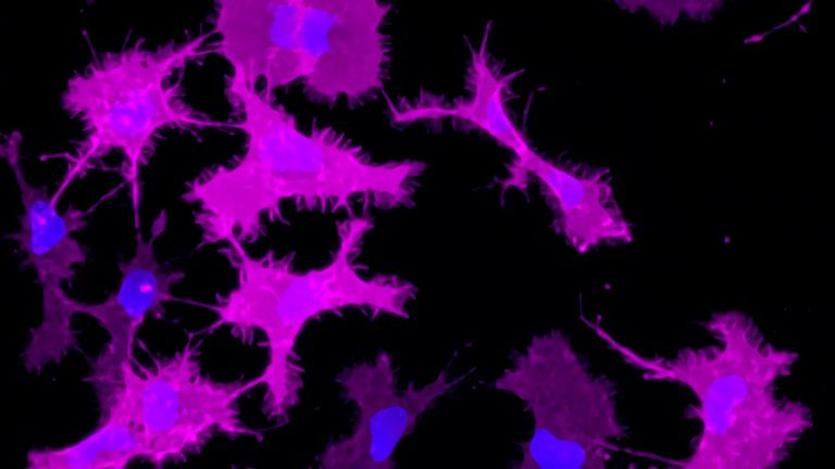 Mikrogliazellen, die künstliche Rezeptoren hervorbringen. Rouven Schulz gelang es, Mikrogliazellen, die Teil des Immunsystems im Gehirn sind, einen bestimmten G-Protein-gekoppelten Rezeptor (GPCR) produzieren zu lassen. Dazu infizierte er die Zellen mit einem speziell entwickelten Virus der ISTA Virus Services. Durch die Anwendung einer Immunfluoreszenzfärbung (Magenta) machte er die Rezeptoren auf der Zelloberfläche sichtbar. Außerdem färbte er die Zellkerne mit einem weiteren Farbstoff blau ein.