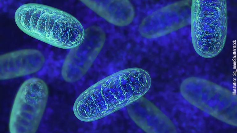  Mitochondrien kommunizieren intensiv mit ihrem Wirt, der höheren (eurkaryotischen) Zelle.