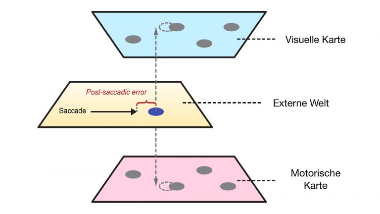 Stimmt die Erwartung des Gehirns nicht mit dem Gesehenen überein, korrigiert das Gehirn den Maßstab in seiner räumlichen Karte, mit der es die Umgebung repräsentiert.