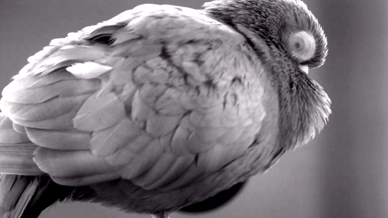 Die Pupillen von Vögeln verhalten sich gegensätzlich zu denen von Säugetieren. Das Bild zeigt die verengte Pupille einer Taube im REM Schlaf, sichtbar durch das transparente Augenlid.