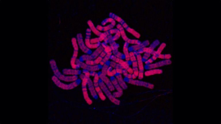 Die Mikroskopieaufnahme zeigt die DNA in Blau und die replizierten Bereiche in Rot.
