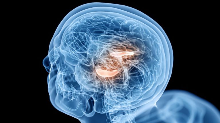 The study focused on memory processes that take place in the hippocampus region of the brain.
