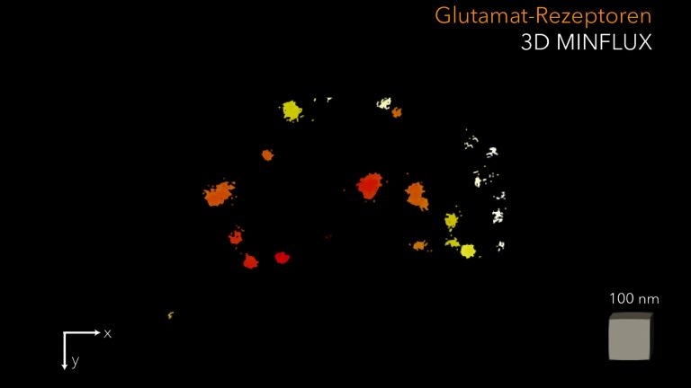 3D MINFLUX image: Each colored “dot” is an arrangement of messenger substance receptors (nanoclusters) that together form a ring-shaped structure on the auditory nerve cells.