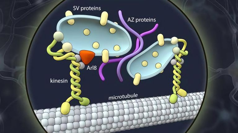 Synapsenbildung