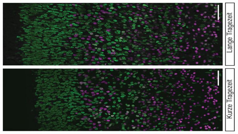 Nervenzellen in den tiefen (Magenta) und oberen (grün) Neokortex-Schichten bei Mäusen mit kurzer (links) und langer (rechts) Tragezeit. Die Nervenzell-Zunahme in den oberen Schichten im Mausembryo mit langer Tragezeit ist offensichtlich. Maßstab: 50 µm.