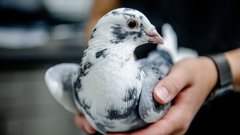 Vögel benötigen für ihr Gehirn wesentlich weniger Energie als Säugetiere.
