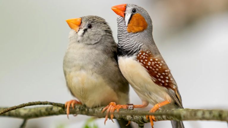 Zebrafinken reagieren schneller, häufiger und konsequenter auf Rufe bekannter Artgenossen als auf unbekannte Rufe.