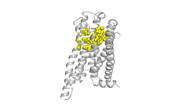 Modelldarstellung des Bitterrezeptors TAS2R14. Die für die Ligandenbindung relevanten Seitenkettenreste sind gelb dargestellt.