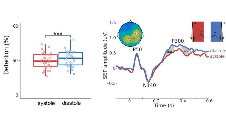 Linkes Diagramm: Während der systolischen Phase (rot) ist es unwahrscheinlicher, dass man schwache äußere Reize wahrnimmt als in der diastolischen Phase (blau) des Herzzyklus: Rechtes Diagramm: Während der systolischen Phase ist ein Teil der Hirnaktivität unterdrückt - die sogenannte P300-Komponente. Tritt sie auf, werden äußere Einflüsse bwusst wahrgenommen.