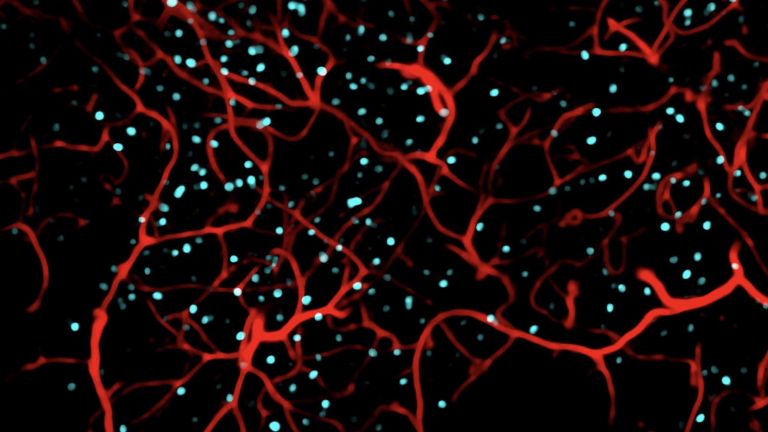 Mit einem speziellen Mikroskop konnten Forschende des DZNE die Aktivität von Nervenzellen im Hippocampus von Mäusen erfassen. Die Abbildung zeigt aktive Nervenzellen (cyan) und Blutgefäße (rot) im Hippocampus einer Maus.