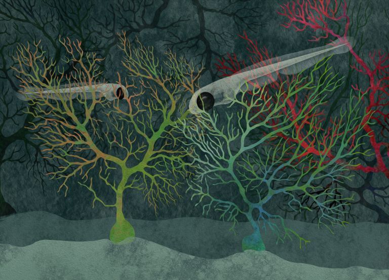 Neurobiologen zeigen, dass das Kleinhirn von Zebrafischlarven in drei Verhaltensmodule unterteilt ist.